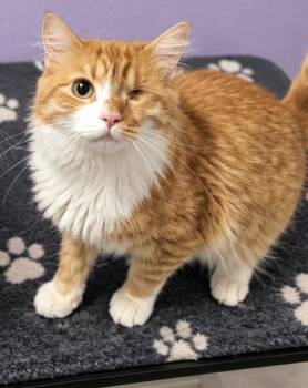 Lucky -  Domestic Medium Hair Cat for Adoption in Rio Linda, California - Lucky | PetCurious