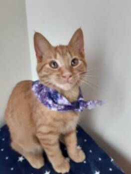 Rescue Domestic Short Hair Cats for Adoption in Adrian, Michigan - Cara | PetCurious