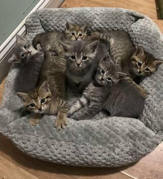 AJ -  American Shorthair Cat for Adoption in Marvin, North Carolina - AJ | PetCurious