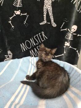 Crackle -  Domestic Short Hair Cat for Adoption in Moundsville, West Virginia - Crackle | PetCurious