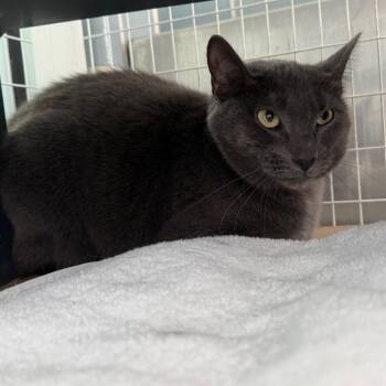 Coal -  Domestic Short Hair and Mixed Breed Cat for Adoption in Chicago, Illinois - Coal | PetCurious