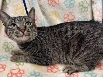 Joe Joe -  Domestic Short Hair Cat for Adoption in Lunenburg, Massachusetts - Joe Joe | PetCurious