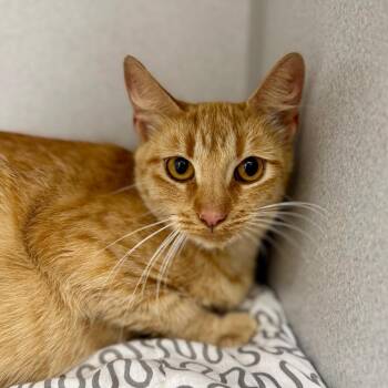 Domestic Short Hair Cats Available for Adoption in Los Angeles, California - Ollie | PetCurious