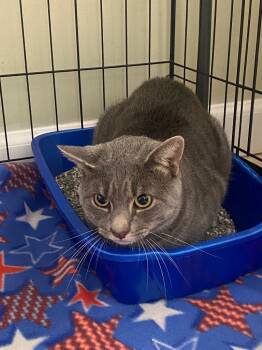 Rescue Domestic Short Hair Cats for Adoption in Fall River, Massachusetts - Challah | PetCurious
