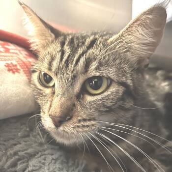 Maeve -  Domestic Short Hair Cat Available for Adoption in Port Townsend, Washington - Maeve | PetCurious