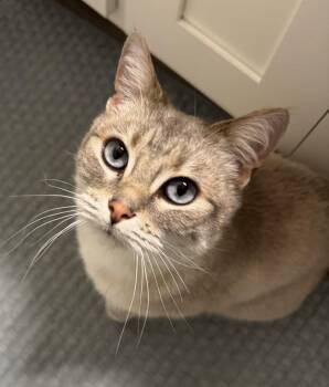 Siamese and Domestic Short Hair Cats Available for Adoption - Sylvia | PetCurious