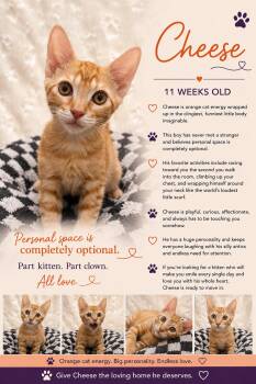 Cheese Casey -  Tabby Cat for Adoption in Phoenix, Arizona - Cheese Casey | PetCurious