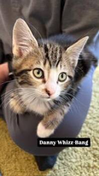 Danny Whizz-Bang -  Domestic Short Hair Cat for Adoption in Portland, Oregon - Danny Whizz-Bang | PetCurious