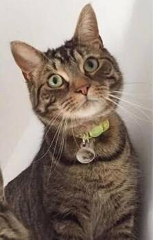 Vladimir -  Tabby Cat for Adoption in Montreal, Quebec - Vladimir | PetCurious