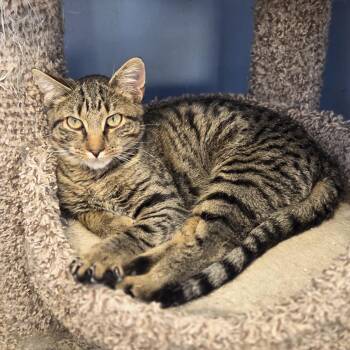 Rescue Domestic Short Hair Cats for Adoption in Brookings, South Dakota - Pop Quiz | PetCurious