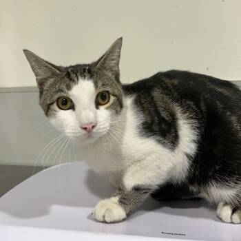 Rescue Domestic Short Hair Cats for Adoption in Tampa, Florida - Jerry | PetCurious