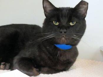 Domestic Short Hair Cats Available for Adoption - SOOT | PetCurious