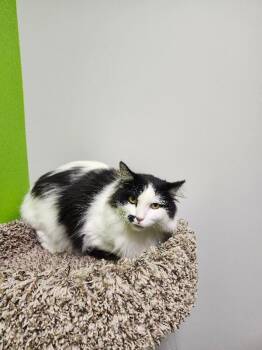 Harley -  Domestic Long Hair Cat for Adoption in Jackson, Tennessee - Harley | PetCurious