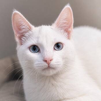 Caelia -  Domestic Short Hair Cat for Adoption in St. Augustine, Florida - Caelia | PetCurious