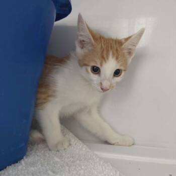 Brandon -  Domestic Short Hair Cat for Adoption in Las Cruces, New Mexico - Brandon | PetCurious