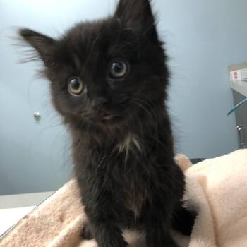 Wesley -  Domestic Short Hair Cat for Adoption in Oak Park, Illinois - Wesley | PetCurious
