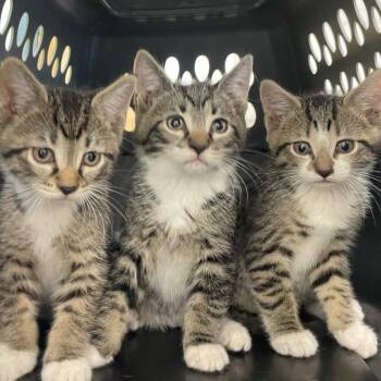 McNugget -  Domestic Short Hair Cat for Adoption in Philadelphia, Pennsylvania - McNugget | PetCurious