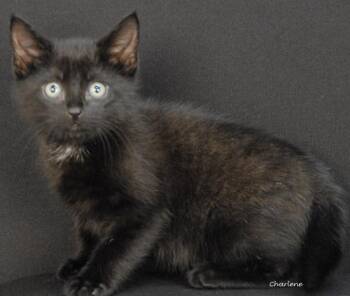 Walkman -  Domestic Short Hair Cat for Adoption in Newland, North Carolina - Walkman | PetCurious