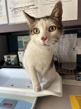 Domestic Short Hair Cats Available for Adoption - Curious George | PetCurious