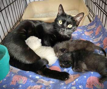 Domestic Short Hair Cats Available for Adoption in Chattanooga, Tennessee - Flow | PetCurious