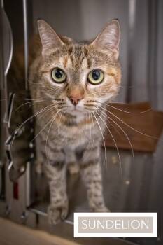 Tabby and Calico Cats Available for Adoption in Greenville, Delaware - Sundelion W/Gardenia (FCID# 05/11/26-32 Trainer) | PetCurious
