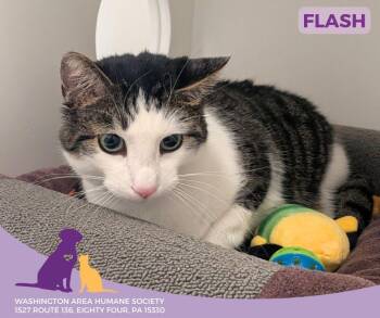 Rescue Domestic Short Hair Cats for Adoption in Eighty Four, Pennsylvania - Flash | PetCurious