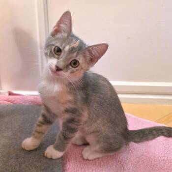 Mini -  Domestic Short Hair Cat for Adoption in Carencro, Louisiana - Mini | PetCurious