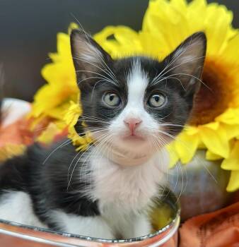 Paisley -  Domestic Medium Hair Cat for Adoption in Huntington Beach, California - Paisley | PetCurious