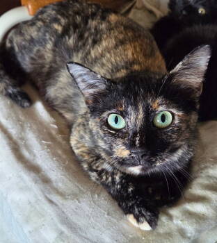 Rescue Domestic Short Hair and Tortoiseshell Cats for Adoption in Columbus, Minnesota - Adeline | PetCurious