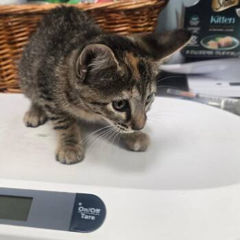 SAS-A-91579 -  Domestic Short Hair Cat for Adoption in Milton, Florida - SAS-A-91579 | PetCurious