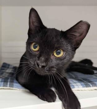 Vynnie -  Domestic Short Hair Cat for Adoption in Seven Valleys, Pennsylvania - Vynnie | PetCurious