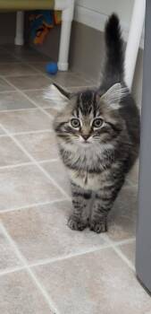 Domestic Long Hair Cats Available for Adoption in Medford, Wisconsin - Theo | PetCurious