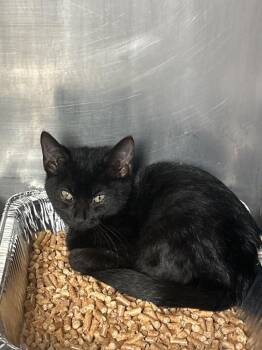 Domestic Short Hair Cats Available for Adoption - Hermes | PetCurious