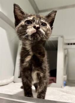 LUCY -  Domestic Medium Hair Cat for Adoption in San Francisco, California - LUCY | PetCurious