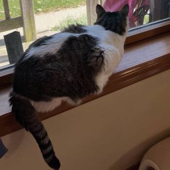 Misty - Home to Home -  Domestic Short Hair and Mixed Breed Cat for Adoption in South Elgin, Illinois - Misty - Home To Home | PetCurious