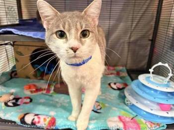 Domestic Medium Hair Cats Available for Adoption in Brentwood, Missouri - WALKIE TALKIE | PetCurious