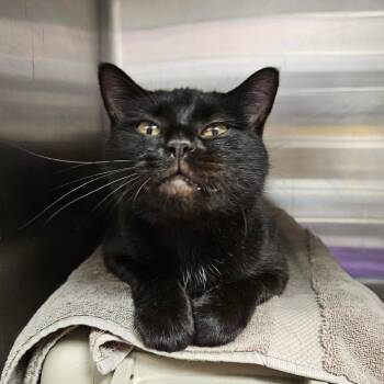Naomi -  American Shorthair Cat for Adoption in Salt Lake City, Utah - Naomi | PetCurious