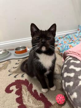 Domestic Short Hair Cats Available for Adoption - Matilda | PetCurious