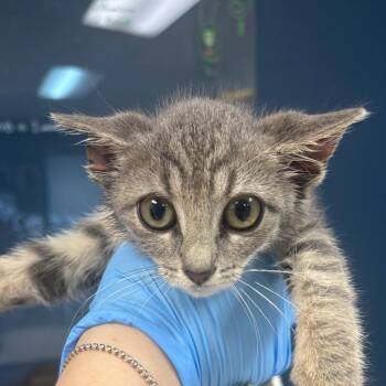 Jolene -  Domestic Short Hair Cat for Adoption in Newark, New Jersey - Jolene | PetCurious