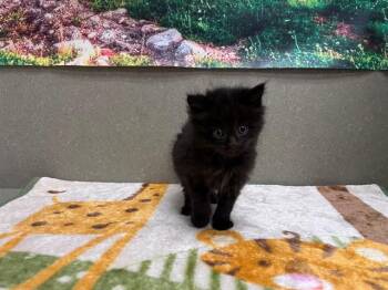 Domestic Medium Hair and Domestic Short Hair Cats Available for Adoption in Moreno Valley, California - A550503 | PetCurious