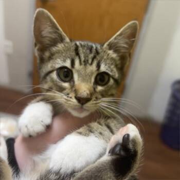 Woody -  Domestic Short Hair Cat for Adoption - Woody | PetCurious