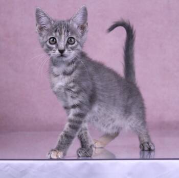 Muffin -  Domestic Short Hair and Tabby Cat for Adoption in Tuscaloosa, Alabama - Muffin | PetCurious