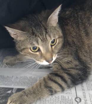 Domestic Short Hair Cats Available for Adoption in Parma, Ohio - Bronlo | PetCurious
