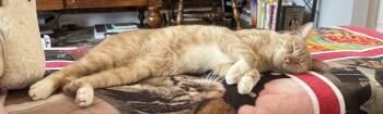Rescue Domestic Short Hair Cats for Adoption in Philadelphia, Pennsylvania - Apricot | PetCurious