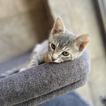 Cubby -  American Shorthair Cat for Adoption in Seguin, Texas - Cubby | PetCurious