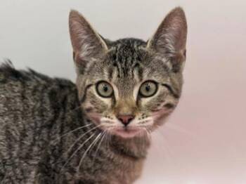Rescue Domestic Short Hair Cats for Adoption in Portland, Oregon - Apple Crisp | PetCurious