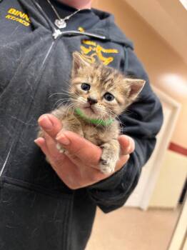 Drill bit (Green) -  Domestic Short Hair Cat for Adoption in Great Bend, Kansas - Drill Bit (Green) | PetCurious