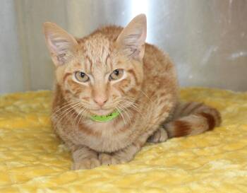 Domestic Short Hair and Tabby Cats Available for Adoption in Prattville, Alabama - Joey- 43496 | PetCurious