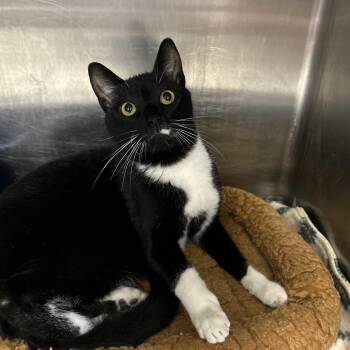 Louboutin -  Tuxedo Cat for Adoption in La Grange Park, Illinois - Louboutin | PetCurious