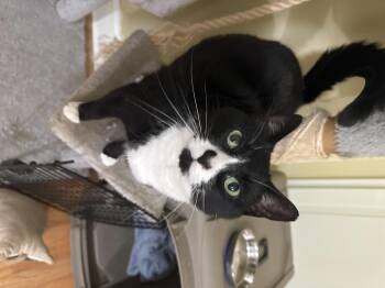 Rescue Domestic Short Hair Cats for Adoption in Crossville, Tennessee - Peep | PetCurious